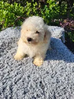 Tanner , a male Poodle - Toy  for sale in Atlanta, GA – 1 of 2
