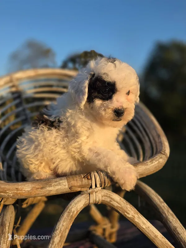 Large toy bullseye  – Poodle - Toy  puppy for sale in Atlanta, GA