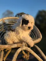 Large toy bullseye , a male Poodle - Toy  for sale in Atlanta, GA – 1 of 1