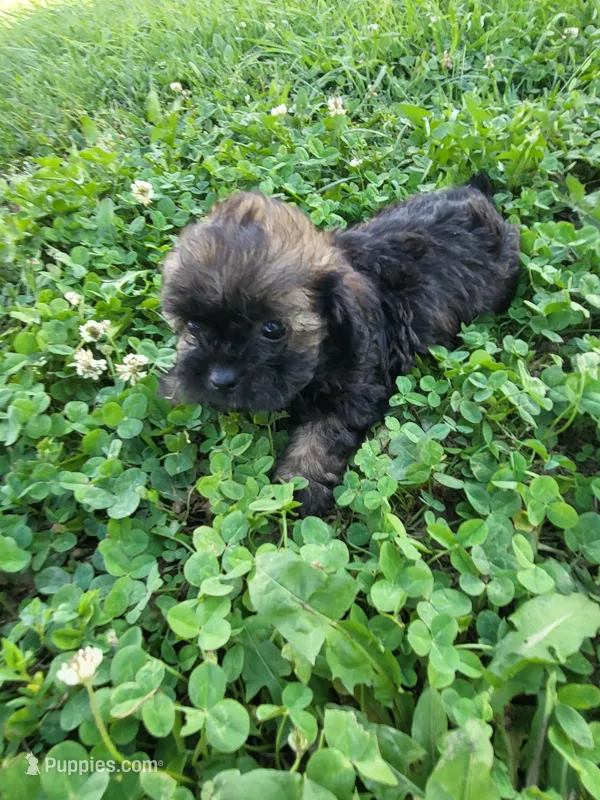 Sam – Shihpoo puppy for sale in Atlanta, GA