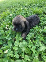 Sam, a male Shihpoo for sale in Atlanta, GA – 1 of 1