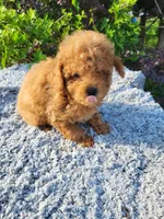 Timmy , a male Poodle - Toy  for sale in Atlanta, GA – 2 of 2