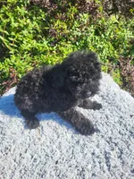 Tanna , a female Poodle - Toy  for sale in Atlanta, GA – 3 of 3