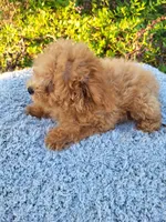 Timmy , a male Poodle - Toy  for sale in Atlanta, GA – 3 of 3