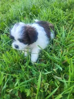 Spirit , a male Shihpoo for sale in Atlanta, GA – 3 of 3