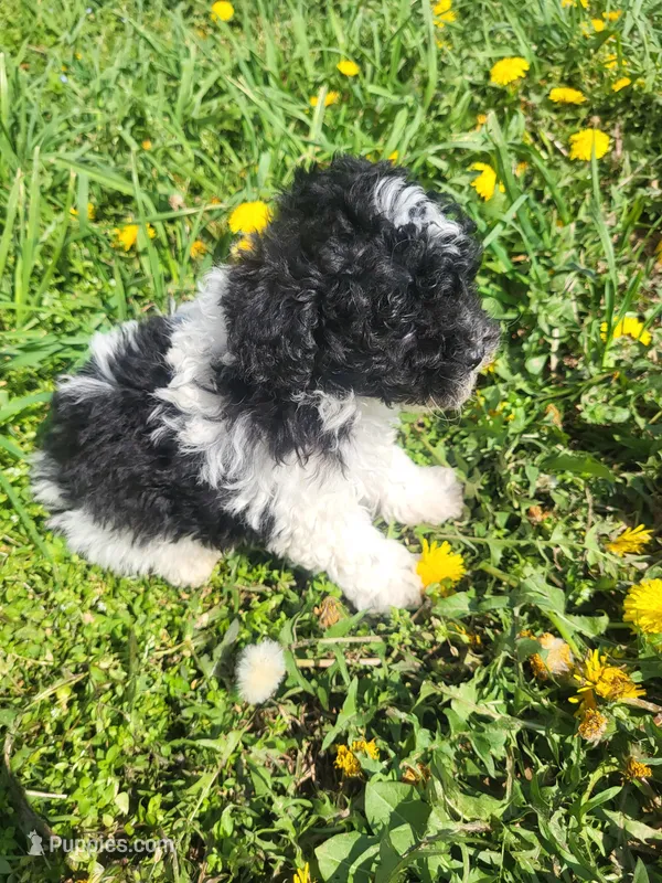 Happy  – Havapoo puppy for sale in Atlanta, GA