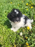 Happy , a male Havapoo for sale in Atlanta, GA – Photo 2 of 2