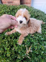 Nick, a male Poodle - Toy  for sale in Atlanta, GA – 2 of 2