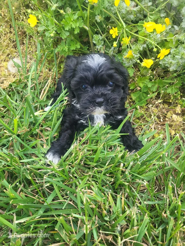 Hope – Havapoo puppy for sale in Atlanta, GA