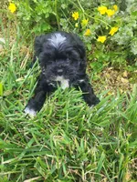 Hope, a female Havapoo for sale in Atlanta, GA – Photo 2 of 2