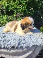 Surf, a male Shihpoo for sale in Atlanta, GA – 1 of 2