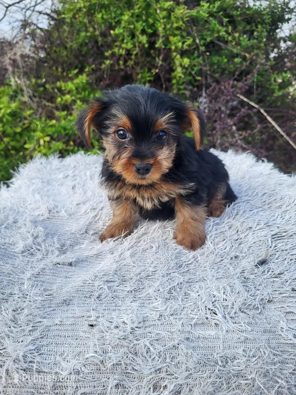 Yikes  – Yorkshire Terrier puppy for sale in Atlanta, GA