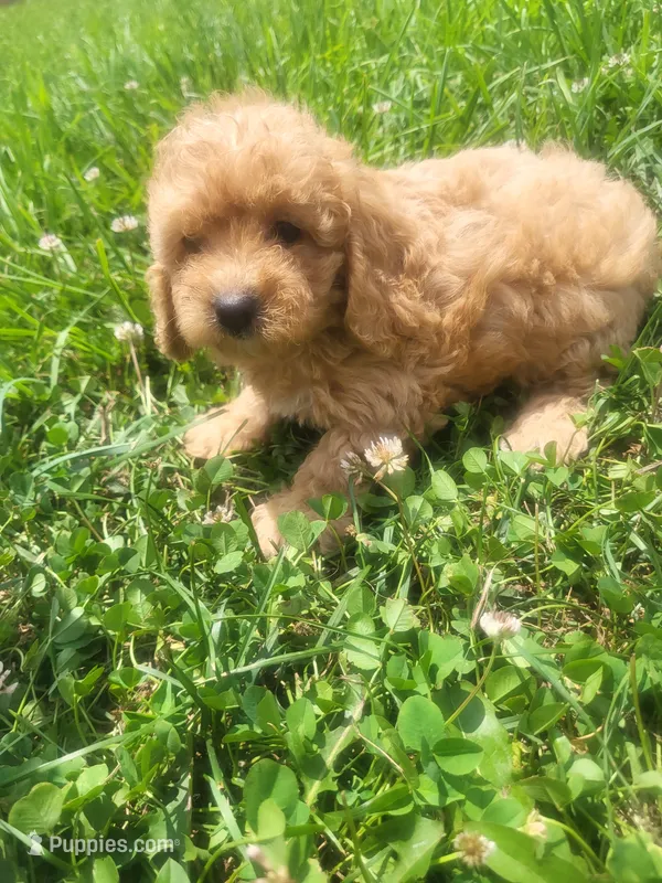 Sheena  – Shihpoo puppy for sale in Atlanta, GA