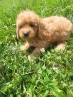 Sheena , a female Shihpoo for sale in Atlanta, GA – 1 of 1