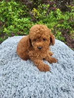 Take, a male Poodle - Toy  for sale in Atlanta, GA – 1 of 1