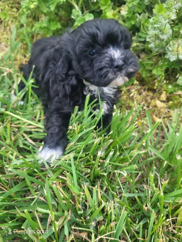 Hank – Havapoo puppy for sale in Atlanta, GA