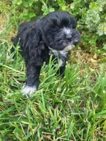 Hank, a male Havapoo for sale in Atlanta, GA – 1 of 1