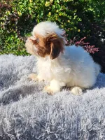 Blue eyed sheena , a female Shihpoo for sale in Atlanta, GA – 3 of 3