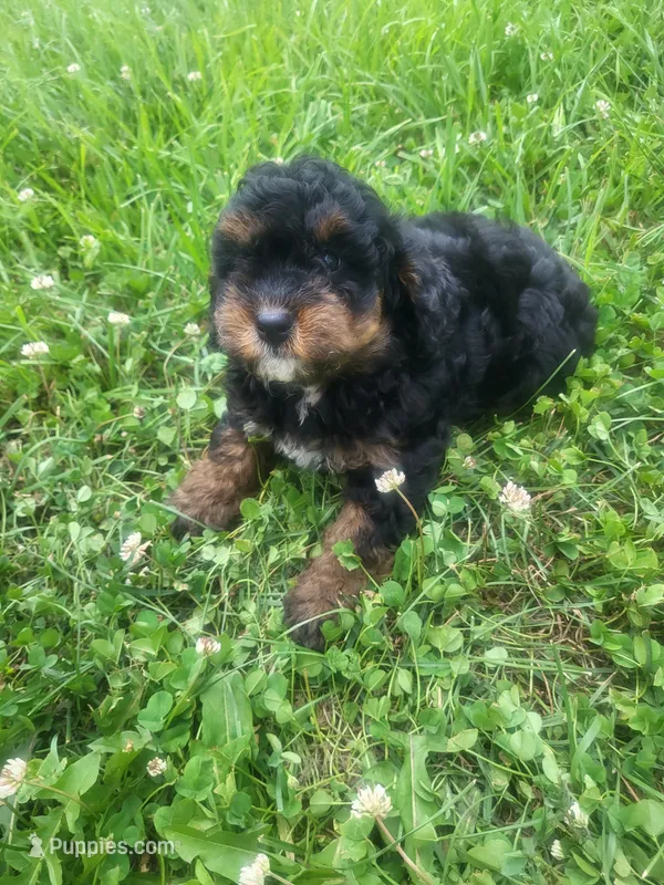Shelly  – Shihpoo puppy for sale in Atlanta, GA