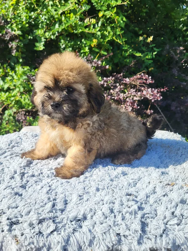 Sunny  – Shihpoo puppy for sale in Atlanta, GA