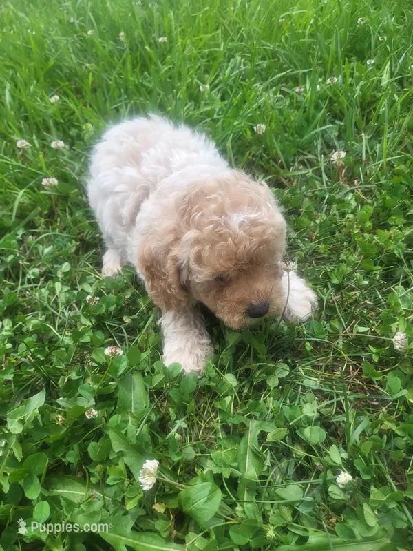 Step  – Shihpoo puppy for sale in Atlanta, GA