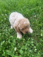 Step , a male Shihpoo for sale in Atlanta, GA – 1 of 1
