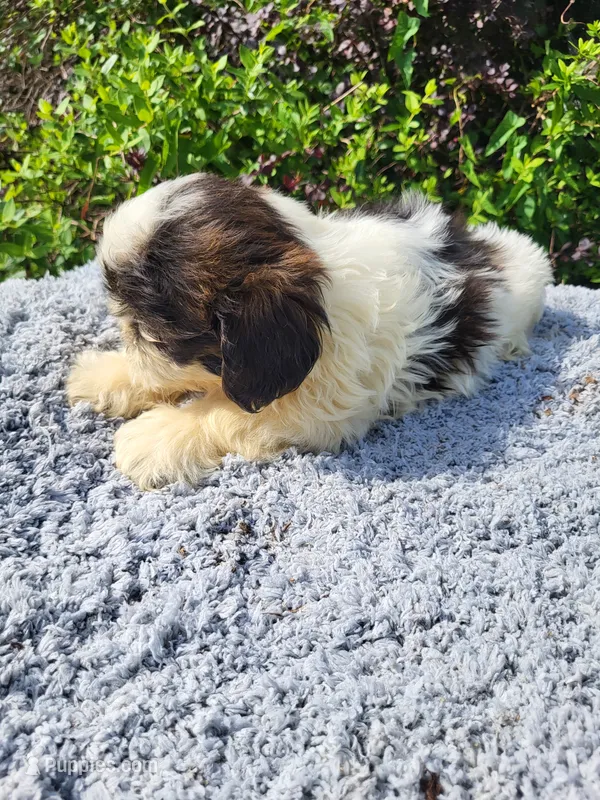 Shipper  – Shih Tzu puppy for sale in Atlanta, GA