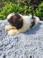 Shipper , a female Shih Tzu for sale in Atlanta, GA – 1 of 2