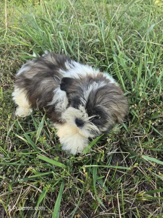 Shipper  – Shih Tzu puppy for sale in Atlanta, GA