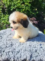 Surf, a male Shihpoo for sale in Atlanta, GA – 2 of 2