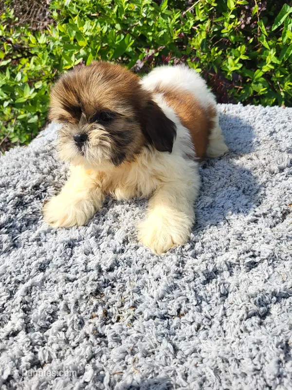 Prissy  – Shih Tzu puppy for sale in Atlanta, GA