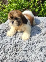 Prissy , a female Shih Tzu for sale in Atlanta, GA – 1 of 2