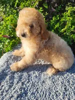 Tac , a male Poodle - Miniature  for sale in Atlanta, GA – 1 of 1