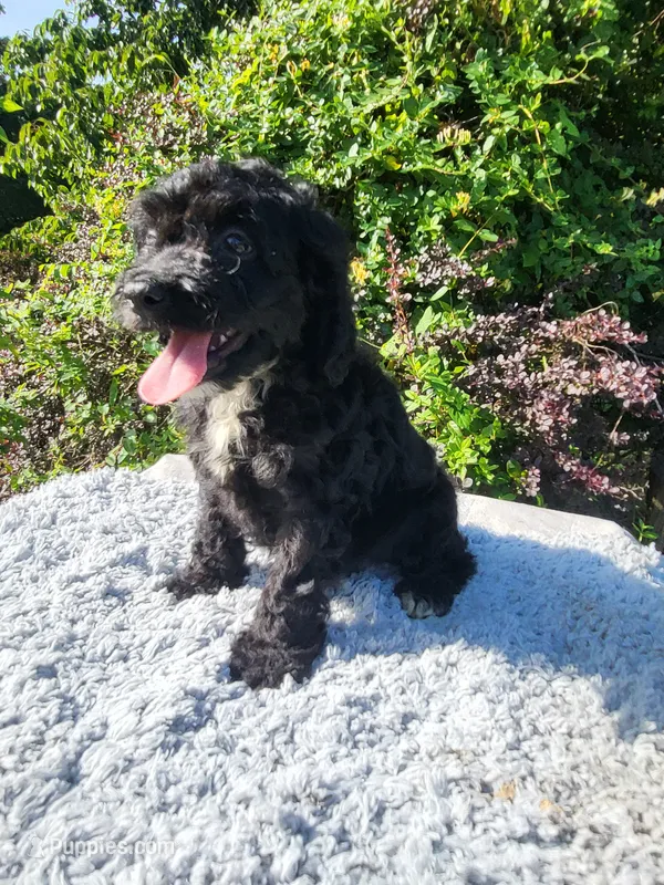 Carl  – Cockapoo puppy for sale in Atlanta, GA