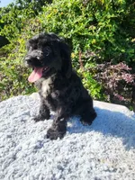 Carl , a male Cockapoo for sale in Atlanta, GA – 1 of 1