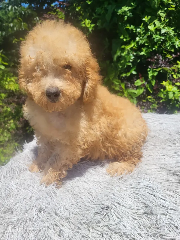 Till – Poodle - Miniature  puppy for sale in Atlanta, GA