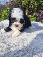 Sally , a female Shihpoo for sale in Atlanta, GA – Photo 1 of 2