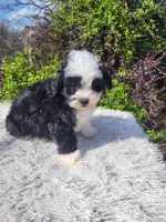 Sally , a female Shihpoo for sale in Atlanta, GA – Photo 2 of 2