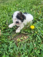 Hannah , a female Havapoo for sale in Atlanta, GA – 1 of 1