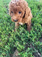 Trina, a female Poodle - Miniature  for sale in Atlanta, GA – 2 of 2