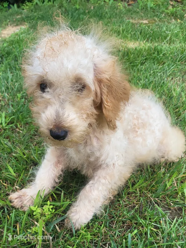 Till – Poodle - Miniature  puppy for sale in Atlanta, GA