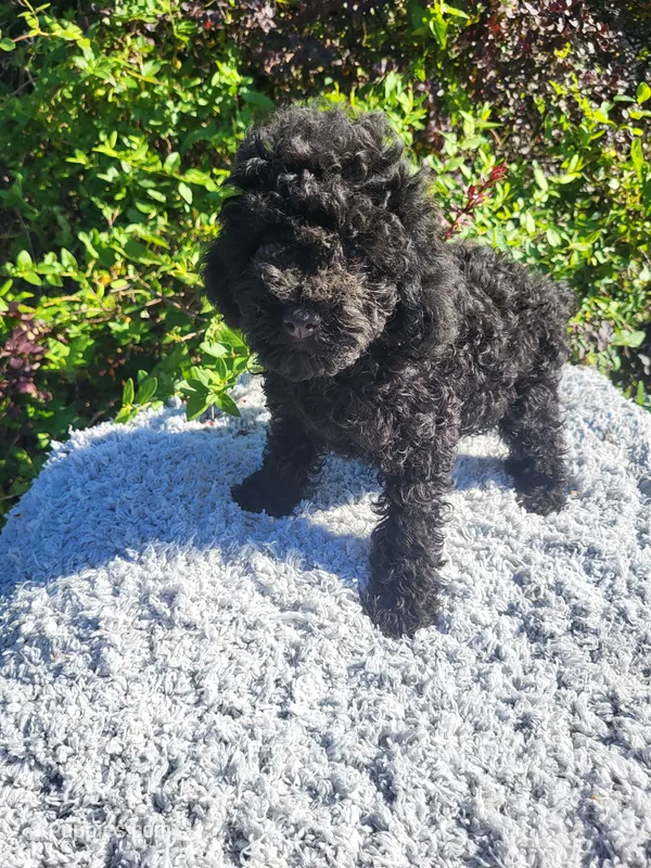 Terie – Poodle - Toy  puppy for sale in Atlanta, GA