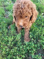 Tad, a male Poodle - Miniature  for sale in Atlanta, GA – 2 of 2