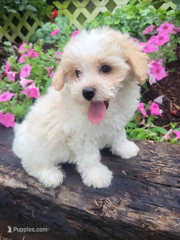 Maxine  – Maltipoo puppy for sale in Atlanta, GA