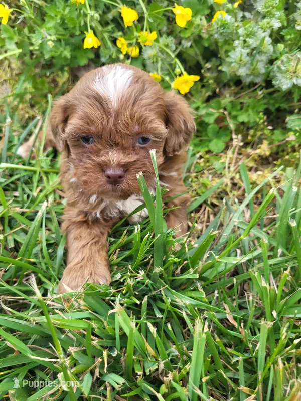 Blue eyes Shelly  – Shihpoo puppy for sale in Atlanta, GA