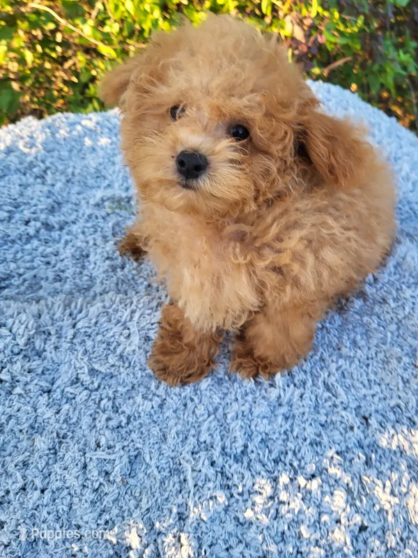 Timmy  – Poodle - Toy  puppy for sale in Atlanta, GA