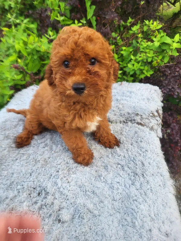 Tanner  – Poodle - Toy  puppy for sale in Atlanta, GA