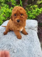 Tanner , a female Poodle - Toy  for sale in Atlanta, GA – 1 of 1