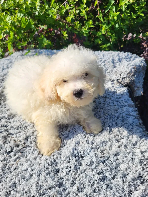 Tams – Poodle - Toy  puppy for sale in Atlanta, GA