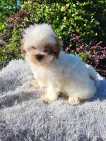 Blue eyed sheena , a female Shihpoo for sale in Atlanta, GA – 2 of 3